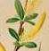 salix