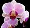 Orhideja